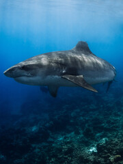 Obraz premium Tiger shark underwater in blue ocean. Huge shark close up