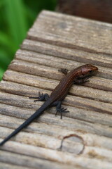 lizard on wood