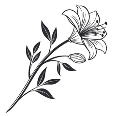 Fototapeta premium Branch of a blooming sakura. Japanese cherry blossom flower and buds black and white vector illustration.