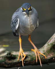 close up of a bird