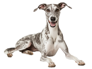 Happy Dog Lying Down