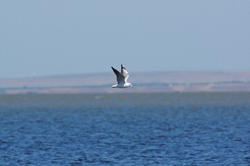 Black-headed gull in flight over the lake