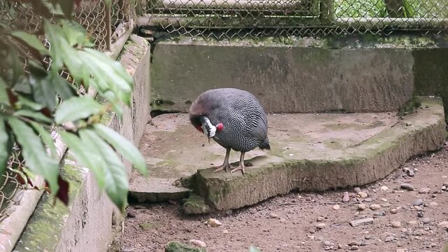 Helmeted Guinea Fowl (Numida meleagris) is a native bird in Africa. It's just walking around inside the zoo cage.