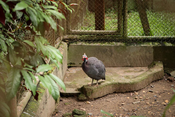 Helmeted Guinea Fowl (Numida meleagris) is a native bird in Africa. It's just walking around inside the zoo cage.