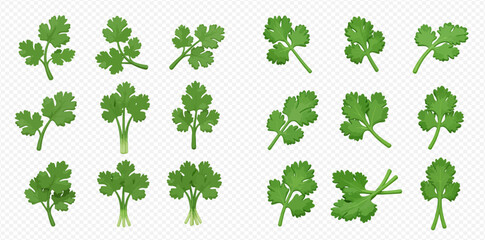 Collection of cilantro sprigs, various sizes and arrangements, isolated on white background.
