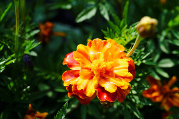 bright marigolds with water drops in the garden summer beauty