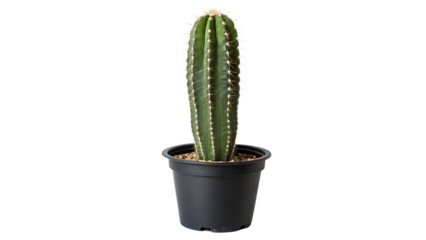 Majestic cereus cactus plant in black pot isolated on white background PNG. AI GENERATED.
