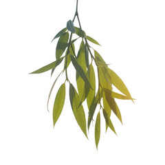 Fototapeta premium Hanging willow branch with light green drooping leaves against a dark backdrop transparent background