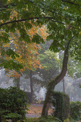 Im August bei Frühnebel nach Regen im Park Friedhof