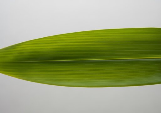 Leaf close-up with vivid green tones, showing textured parallel veins