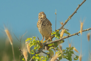 Corn Bunting (Emberiza calandra) perched on a branch with nesting material in its beak with blue sky in background. Photo from Dobruja in Bulgaria.