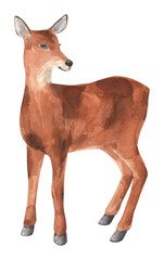 Watercolor forest deer isolated. Cute woodland animal.Hand drawn illustration for cards, t-shirts, posters, prints