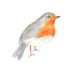 Watercolor forest red robin bird isolated. Cute woodland animal.Hand drawn illustration for cards, t-shirts, posters, prints