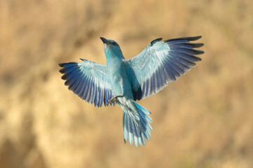 European roller - Coracias garrulus in mid-flight with wings fully spread, captured against a soft, blurred natural background. Photo from Dobrudja in Bulgaria.
