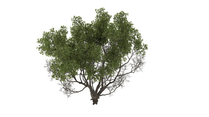 Various types of flowers grass bushes shrub and small plants isolated	
