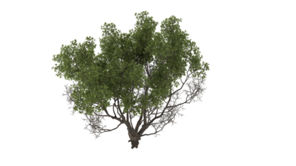 Various types of flowers grass bushes shrub and small plants isolated	
