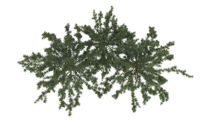 Various types of flowers grass bushes shrub and small plants isolated	
