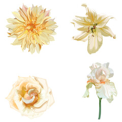 Beautiful dahlia, lily, iris, rose flowers with the effect of a watercolor drawing isolated. Design greeting card and invitation of the wedding, birthday, Valentine s Day, mothers day.