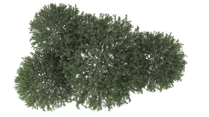 Various types of flowers grass bushes shrub and small plants isolated
