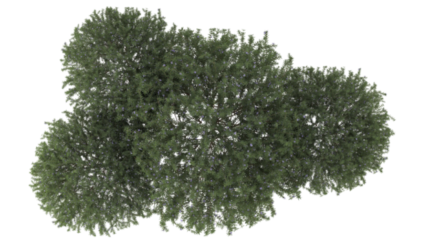 Various types of flowers grass bushes shrub and small plants isolated