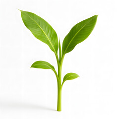 Fototapeta premium Young green plant sprout growing tall against white background