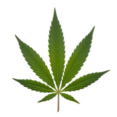 Close up of a vibrant green cannabis leaf with serrated edges on a black background transparent background