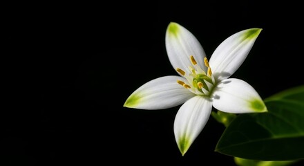 Delicate white starshaped flower with green tips on black