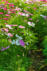 Beautiful pink cosmos flowers blooming in garden,spring season.