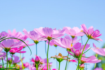 Fototapeta premium Beautiful pink cosmos flowers blooming in garden,spring season.