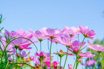 Fototapeta premium Beautiful pink cosmos flowers blooming in garden,spring season.