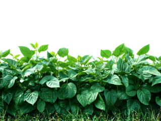 Fresh Bean Field Agricultural Scene