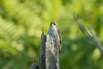 Obraz premium Short-toed treecreeper - Certhia brachydactyla perched gracefully on a weathered tree stump against a blurred, lush green background. Photo from Dobruja in Bulgaria.