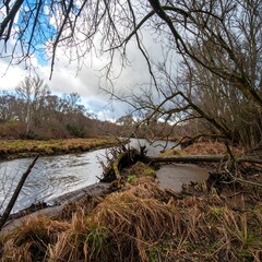 A serene river winds through a landscape of fallen trees and muted autumnal colors, creating a tranquil autumnal scene.