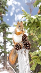 A charming red squirrel, perched atop a weathered log, enjoys a pair of pine cones in a snowy mountain setting.