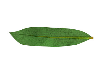 1枚の笹の葉の水彩風イラスト