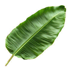 Fototapeta premium Banana Leaf isolated on transparent background