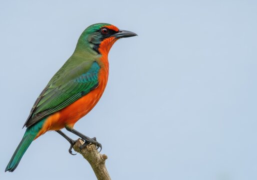Striking Bee-eater Perched on a Branch Against a Clear Blue Sky