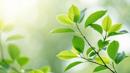 Obraz premium Minimal natural design of green leaves with a smooth blur background, clean style for wellness, spa, and eco-friendly concepts