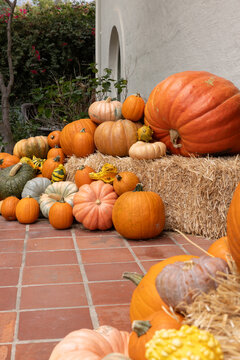 Variety of pumpkins and gourds of different sizes and white pumpkins arranged artfully as decoration for autumn fall on a brick patio in suburbs