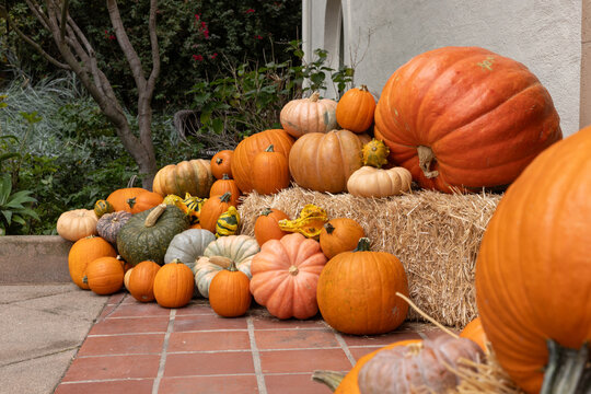 Variety of pumpkins and gourds of different sizes and white pumpkins arranged artfully as decoration for autumn fall on a brick patio in suburbs