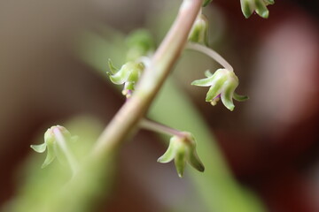 Drimiopsis maculata Scilla marmorata biały kwiat