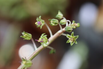 Drimiopsis maculata Scilla marmorata biały kwiat