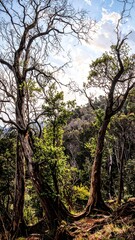 Obraz premium A dense forest scene, showcasing intertwining tree trunks and branches against a backdrop of verdant foliage and a partly cloudy sky.
