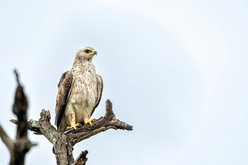 Tawny eagle sitting in a tree in warm light and ready for take off in Kruger National Park in South Africa