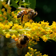 bee on a yellow flower