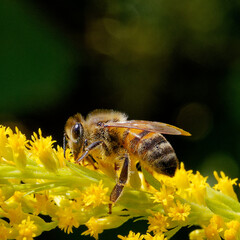 bee on a yellow flower