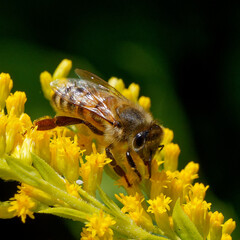 bee on a yellow flower
