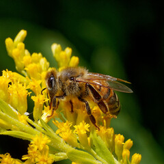 bee on a yellow flower