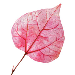 Obraz premium Bougainvillea Leaf isolated on transparent background