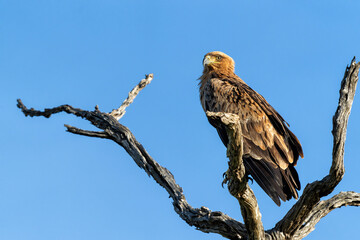 Tawny eagle sitting in a tree in warm light and ready for take off in Kruger National Park in South...
